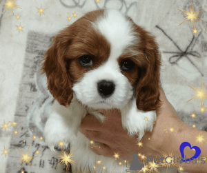 Dodatkowe zdjęcia: Obiecujący chłopiec Cavalier King Charles Spaniel