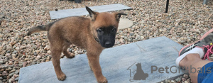 Zdjęcie №1. malinois - na sprzedaż w Ljubljana | 1046zł | Zapowiedź №117960