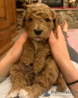 Zdjęcie №1. labradoodle - na sprzedaż w Glyfada | 1465zł | Zapowiedź №65070