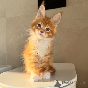 Zdjęcie №1. maine coon - na sprzedaż w Sztokholm | negocjowane | Zapowiedź № 171098