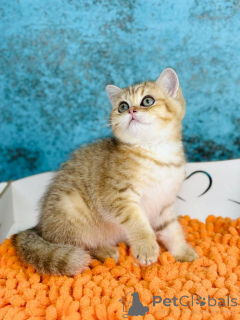 Zdjęcie №2 do zapowiedźy № 145302 na sprzedaż  scottish straight - wkupić się Ukraina hodowca