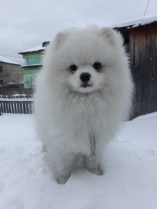 Zdjęcie №2 do zapowiedźy № 4776 na sprzedaż  szpic niemiecki - wkupić się Federacja Rosyjska prywatne ogłoszenie