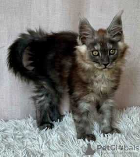 Zdjęcie №4. Sprzedam maine coon w Lublin. hodowca - cena - 4186zł