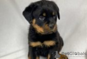 Zdjęcie №1. rottweiler - na sprzedaż w Berlin | Bezpłatny | Zapowiedź №127090