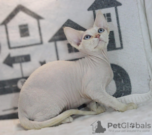 Zdjęcie №3. Devon Rex. Niemcy