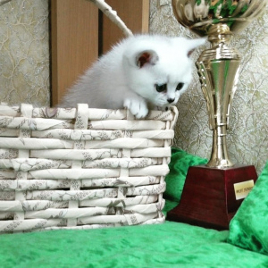 Zdjęcie №2 do zapowiedźy № 6138 na sprzedaż  kot brytyjski krótkowłosy - wkupić się Białoruś prywatne ogłoszenie