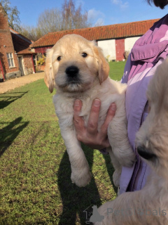 Zdjęcie №2 do zapowiedźy № 168379 na sprzedaż  golden retriever - wkupić się Szwecja prywatne ogłoszenie, hodowca