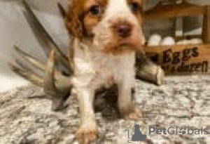 Zdjęcie №2 do zapowiedźy № 129104 na sprzedaż  american bully - wkupić się Finlandia hodowca