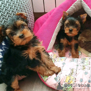 Zdjęcie №1. yorkshire terrier - na sprzedaż w Helsinki | 1465zł | Zapowiedź №116780