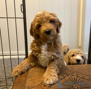 Zdjęcie №2 do zapowiedźy № 135618 na sprzedaż  golden retriever - wkupić się Niemcy hodowca