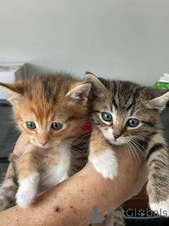 Zdjęcie №1. kot europejski krótkowłosy - na sprzedaż w Sztokholm | negocjowane | Zapowiedź № 161095