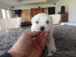 Zdjęcie №3. Chiot Bichon frisé a Donner. Belgia