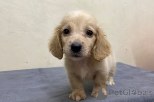 Zdjęcie №3. Szczeniak jamnika do adopcji. Niemcy