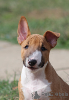 Dodatkowe zdjęcia: Szczenięta Mini Bull Terrier