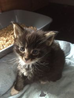 Zdjęcie №1. ragdoll - na sprzedaż w Balta | 1435zł | Zapowiedź № 165874