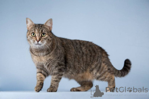 Zdjęcie №4. Sprzedam  w Chimki. prywatne ogłoszenie - cena - Bezpłatny