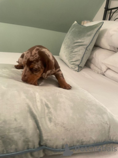 Zdjęcie №1. chart szkocki - na sprzedaż w Ankum | 1818zł | Zapowiedź №166923