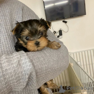 Zdjęcie №2 do zapowiedźy № 133370 na sprzedaż  yorkshire terrier - wkupić się Niemcy prywatne ogłoszenie