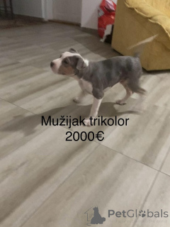Zdjęcie №3. Pitbulterier. Serbia
