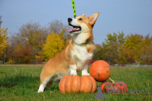 Zdjęcie №2 do zapowiedźy № 13742 na sprzedaż  welsh corgi - wkupić się Ukraina prywatne ogłoszenie, od żłobka, hodowca