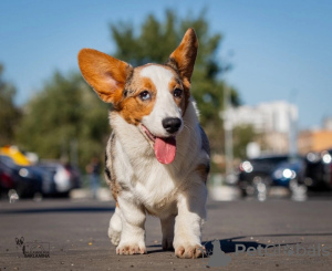 Zdjęcie №4. Sprzedam welsh corgi w Москва. hodowca - cena - negocjowane