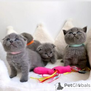 Zdjęcie №1. scottish fold - na sprzedaż w Antwerpia | Bezpłatny | Zapowiedź № 165251
