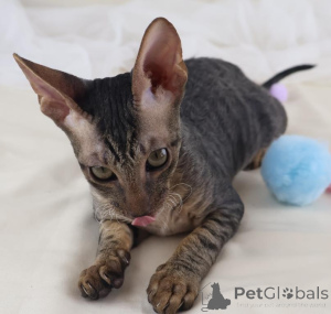 Zdjęcie №1. kot cornish rex - na sprzedaż w Gerlafingen | 1674zł | Zapowiedź № 178750