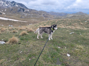 Zdjęcie №4. Sprzedam husky syberyjski w Bar. prywatne ogłoszenie - cena - Bezpłatny