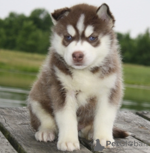 Zdjęcie №1. husky syberyjski - na sprzedaż w Rothenburg ob der Tauber | 1465zł | Zapowiedź №119004