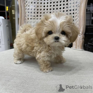 Zdjęcie №2 do zapowiedźy № 161560 na sprzedaż   - wkupić się Republika Czeska 