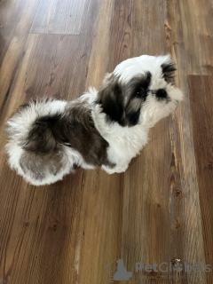 Zdjęcie №2 do zapowiedźy № 133511 na sprzedaż  pies nierasowy - wkupić się USA hodowca