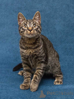 Zdjęcie №2 do zapowiedźy № 163837 na sprzedaż   - wkupić się Federacja Rosyjska prywatne ogłoszenie