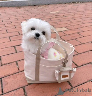 Zdjęcie №1. maltańczyk - na sprzedaż w Helsinki | 2153zł | Zapowiedź №165346