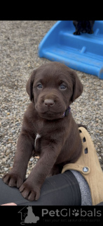 Zdjęcie №2 do zapowiedźy № 168393 na sprzedaż  labrador retriever - wkupić się Holandia hodowca