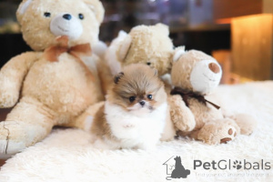 Zdjęcie №3. Dean Janet Kay Puppies House. USA