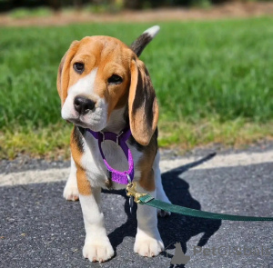 Zdjęcie №1. beagle (rasa psa) - na sprzedaż w Флорида Сити | 5083zł | Zapowiedź №139000