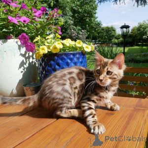 Zdjęcie №3. Znakomite Bengal Kitten Oszałamiające rozety, jakość rodowodu, gotowa do nowego. Niemcy