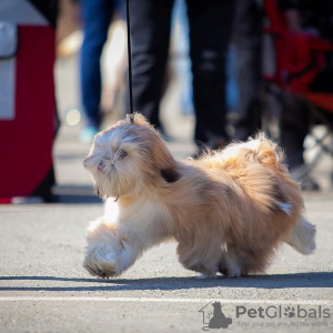 Dodatkowe zdjęcia: Szczeniaki Lhasy apso