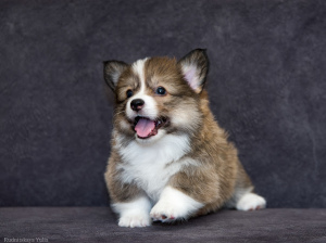 Zdjęcie №3. Welsh Corgi Pembroke Puppies. Ukraina