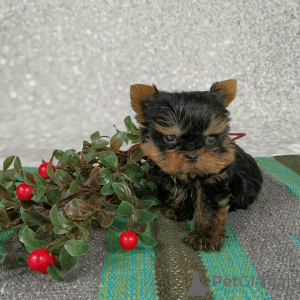Zdjęcie №3. Entzückende Yorkshire-Terrier-Welpen suche w kłamstwach Zuhause!. Niemcy