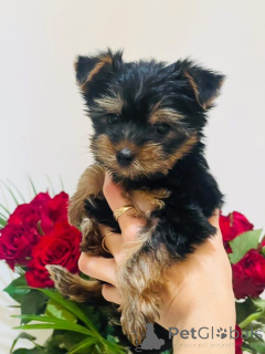 Zdjęcie №1. yorkshire terrier - na sprzedaż w Brno | 47835zł | Zapowiedź №151783