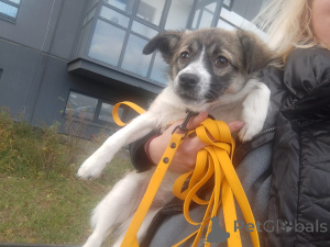 Zdjęcie №4. Sprzedam pies nierasowy w Petersburg. prywatne ogłoszenie - cena - negocjowane