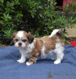 Zdjęcie №2 do zapowiedźy № 174489 na sprzedaż  shih tzu - wkupić się USA 
