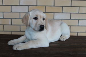 Zdjęcie №3. Dostępny w sprzedaży szczeniak labrador retriever. Federacja Rosyjska