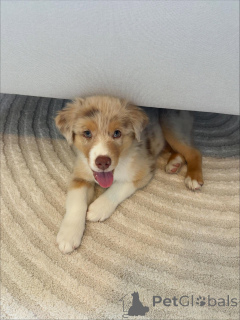 Zdjęcie №1. owczarek australijski - na sprzedaż w Karlsruhe | negocjowane | Zapowiedź №159494