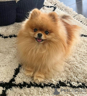 Zdjęcie №2 do zapowiedźy № 77704 na sprzedaż  szpic miniaturowy - wkupić się Peru prywatne ogłoszenie