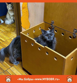 Zdjęcie №3. Koto-toaleta od We Beavers w Federacja Rosyjska