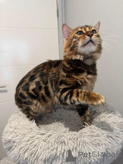 Zdjęcie №3. Piękne kocięta bengalskie gotowe na ich wieczne domy. Szwajcaria