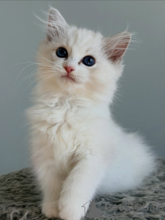 Zdjęcie №1. ragdoll - na sprzedaż w Groningen | negocjowane | Zapowiedź № 174898