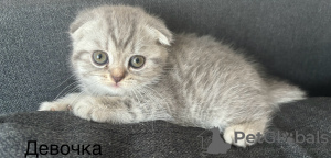 Zdjęcie №1. scottish fold - na sprzedaż w Dyneburg | negocjowane | Zapowiedź № 114538